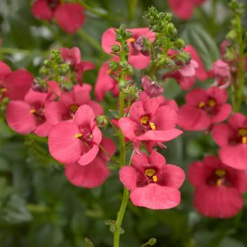 Diascia Genta Ruby Mini-mottes