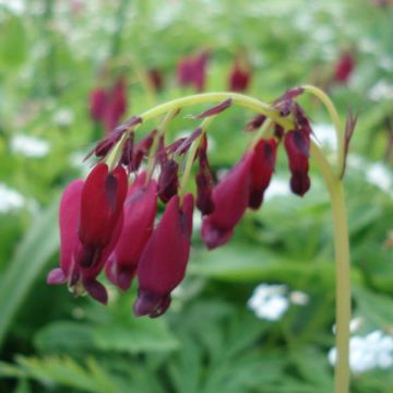 Coeur de Marie, Dicentra formosa Bacchanal