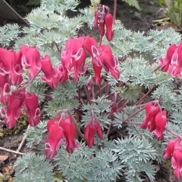 Coeur de Marie rouge - Dicentra Burning Hearts®