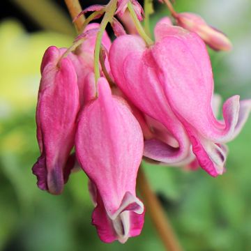 Dicentra Pink Diamonds - Coeur de Marie