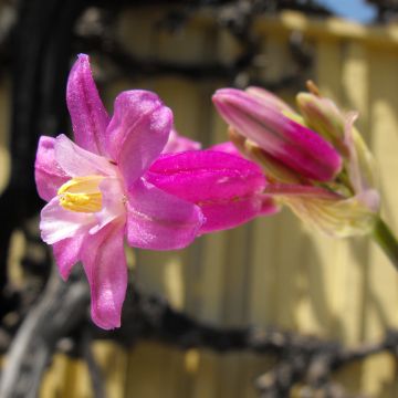 Dichelostemma Pink Diamond