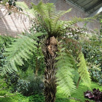 Fougère arborescente - Dicksonia fibrosa, tronc de 15/25cm