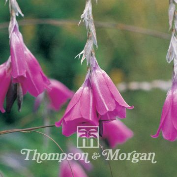 Dierama Pulcherrima Slieve Donard Hybrids 