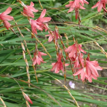 Canne à pêche des anges - Dierama igneum