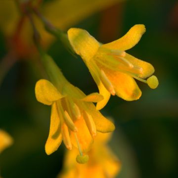 Diervilla splendens - Diervillé