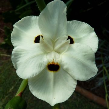 Dietes bicolor - Iris espagnol