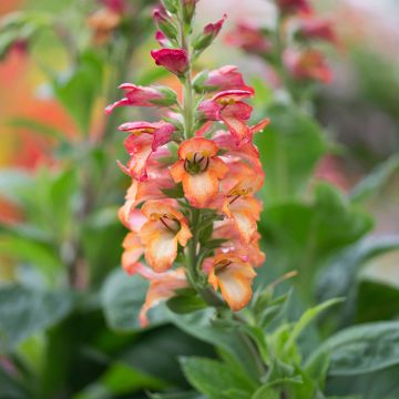 Digiplexis Illumination Flame - Digitalis hybride