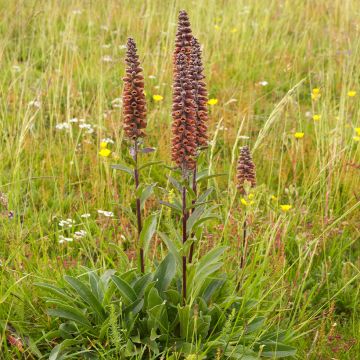 Digitale - Digitalis parviflora