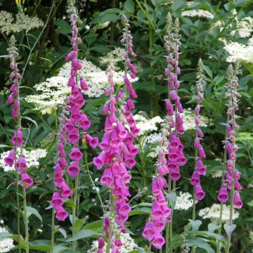 La plante qui danse - Desmodium gyrans syn. Codariocalyx motorius