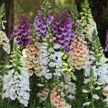 Digitale - Digitalis Dalmatian en mélange 