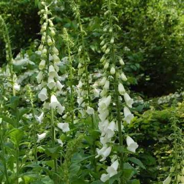 Digitalis purpurea Alba - Digitale pourpre Blanche.