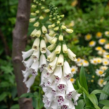 graines de fleurs, graines ornementales, semences florales