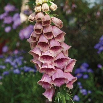 Digitale, Digitalis mertonensis