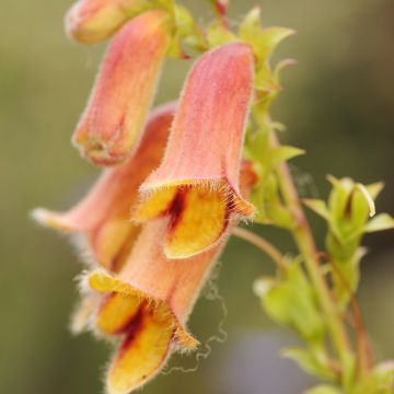 Digitale, Digitalis obscura