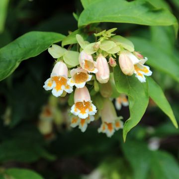Dipelta ventricosa