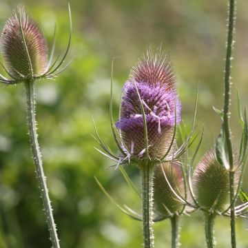 Graines de Dipsacus sylvestris - Cardère sauvage