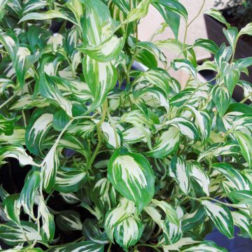 Disporum cantoniense Moonlight