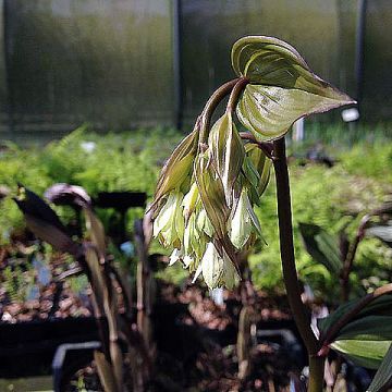 Disporum megalanthum - Cloche des fées