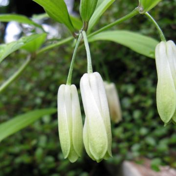 Disporum sessile - Cloche des fées du Japon