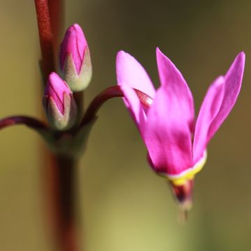 Dodecatheon jeffreyi Rotlicht, Gyroselle