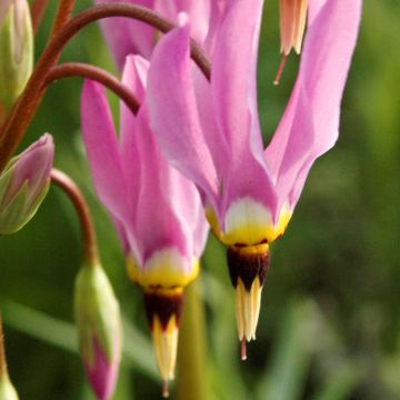 Dodecatheon meadia -  Gyroselle de Virginie