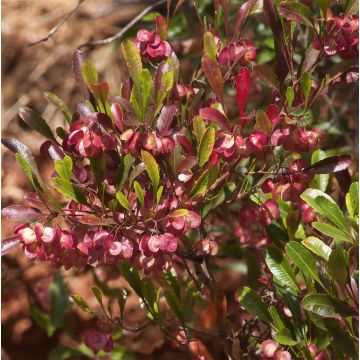 Dodonaea viscosa Purpurea - Dodonée visqueuse