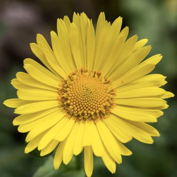 Doronic, Doronicum pardalianches