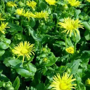 Doronicum orientale Magnificum - Doronic jaune