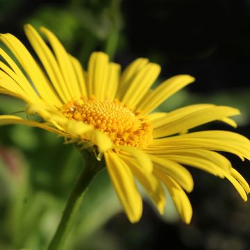 Doronicum orientale Magnificum - Doronic jaune