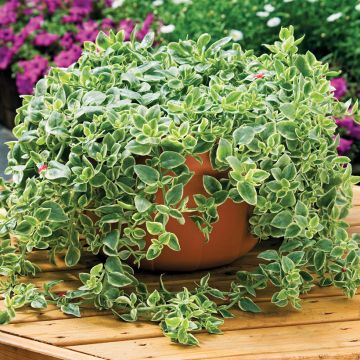 Lampranthus aurantiacus à fleurs jaunes - Ficoïde orange
