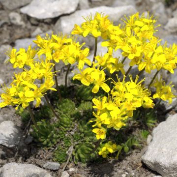 Draba Aizoides