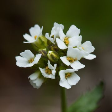 Draba sakuraii