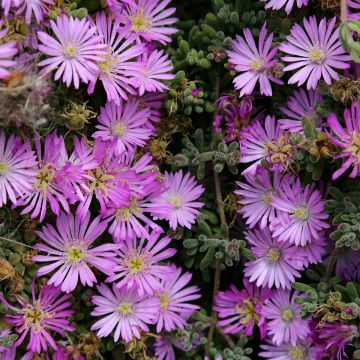 Drosanthemum candens (= floribundum)