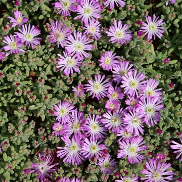 Drosanthemum hispidum - Grain de riz