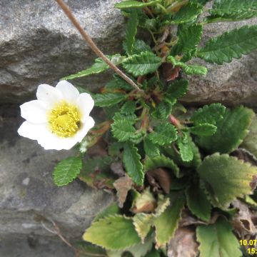 Dryas suendermannii - Dryade