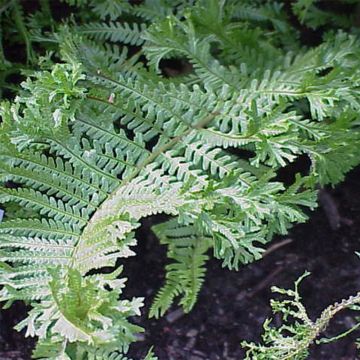 Dryopteris affinis Cristata ou The King - Fausse Fougère mâle