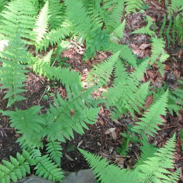 Dryopteris clintoniana - Fougère