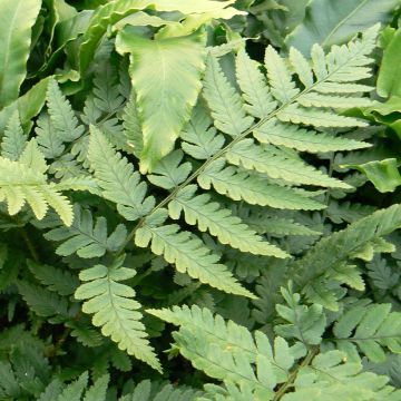 Dryopteris coreano-montana - Fougère