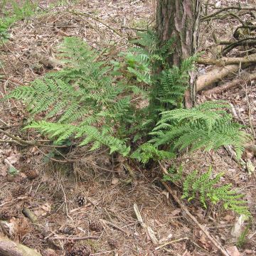 Dryopteris dilatata - Fougère dilatée