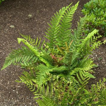 Dryopteris erythrosora Prolifica - Fougère à sores rouges 