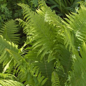 Dryopteris filix-mas Crispa Cristata - Fougère mâle