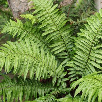 Dryopteris kuratae - Fougère