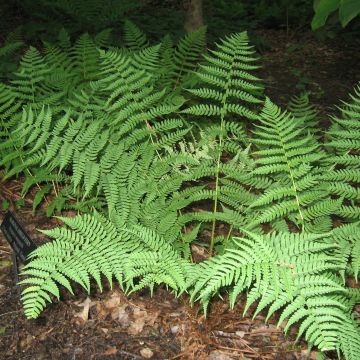 Fougère, Dryopteris marginalis