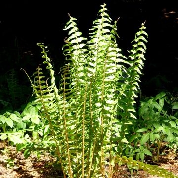 Dryopteris tokyoensis - Fougère