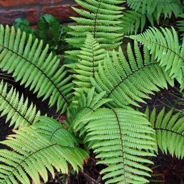 Dryopteris wallichiana - Fougère