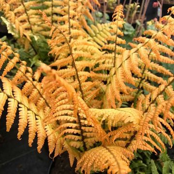 Dryopteris wallichiana Jurassic Gold - Fougère