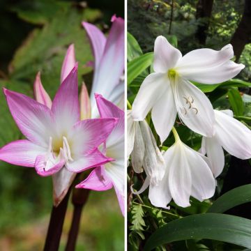 Duo Amaryllis belladonna