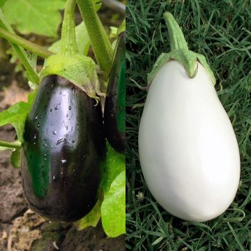 Collection duo de 2 aubergines Plants GREFFES