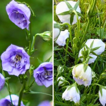 Duo Campanules à feuilles de pêcher à fleurs doubles