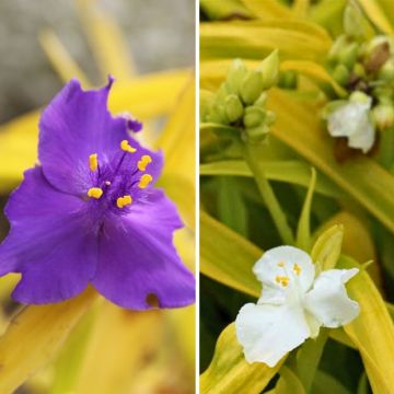 Duo Nature - Duo de Rosier et Penstemons